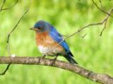 AA0299 Bluebird Perch