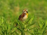 0257 Dickcissel