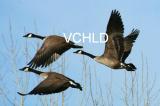 B0028 Geese