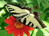 6761 Tiger Swallowtail
