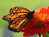 1196 Monarch