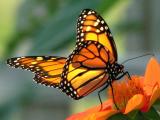 1204 Monarch