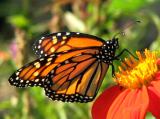 C1212 Monarch