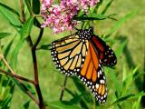 5166 Monarch