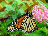5319 Monarch
