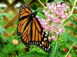5322 Monarch