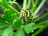 5133 Swallowtail Caterpillar