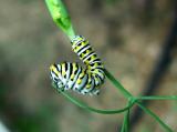 6619 Swallowtail Caterpillar