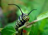 5610 Monarch Caterpillar