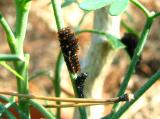0552 Young Swallowtail Cat Just Molted