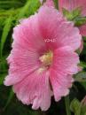 0413 Pretty in Pink
