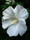 A0426 Hibiscus