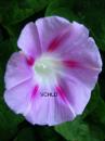 A0420 Morning Glory