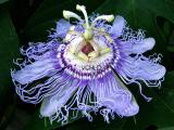 0411 PassionFlower