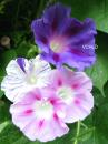 A0535 Glorious Glories