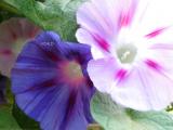 0453 Mixed Glories