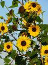 0127 Kansas' State Flower