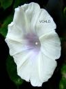 0118 Pristine Glory