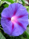 0198 Celestial Glory