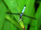 2736 Tiny Dragon