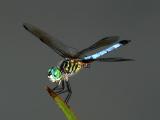 2738 Dragon Glow