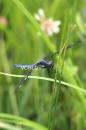 0954 Blue DragonFly