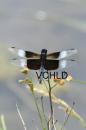 0949 DragonFly