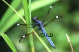 1471 Blue DragonFly