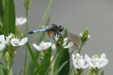 00976 DragonFly/Flowers