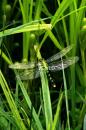 09050 Green DragonFly