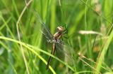 0960 Gold DragonFly