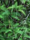UXXE 1495 WebPearls